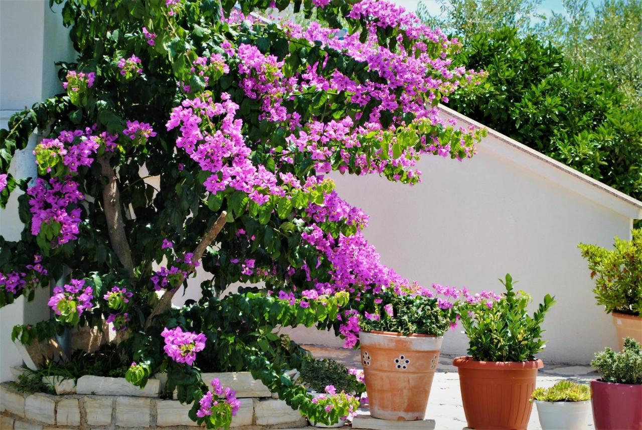 זאדאר Villa Micic מראה חיצוני תמונה